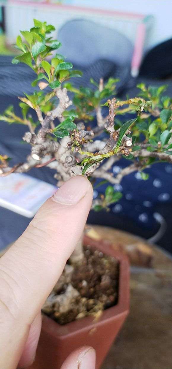 长寿梅下山桩新枝丫干枯了 怎么办 图片