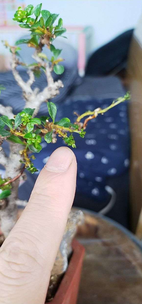 长寿梅下山桩新枝丫干枯了 怎么办 图片