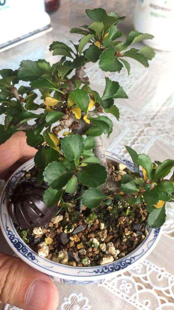 长寿梅下山桩新长叶子发黄 怎么办