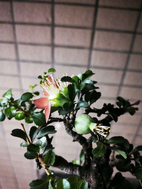 长寿梅下山桩开花 就结果 怎么办 图片