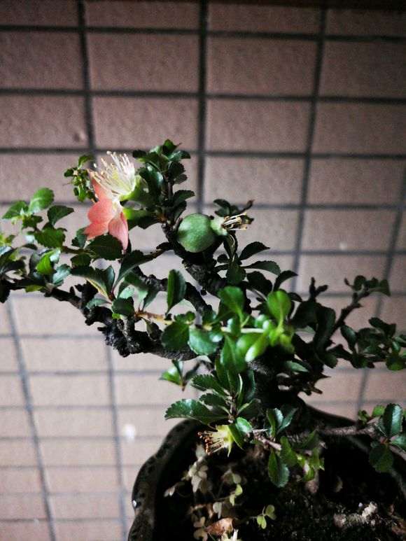 长寿梅下山桩开花 就结果 怎么办 图片