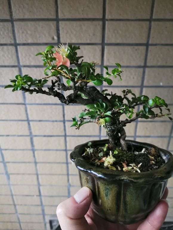 长寿梅下山桩开花 就结果 怎么办 图片