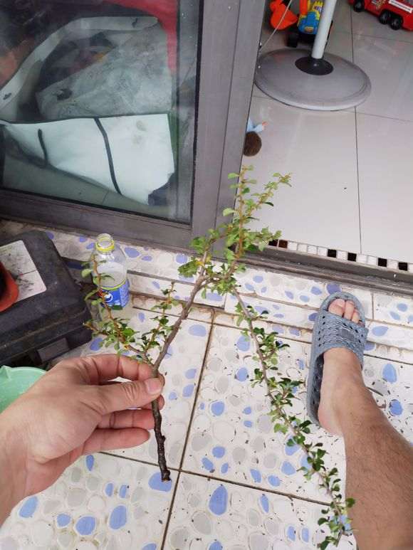 长寿梅下山桩老杆可以扦插吗 图片