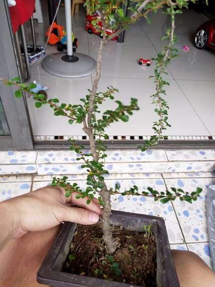 长寿梅下山桩老杆可以扦插吗 图片