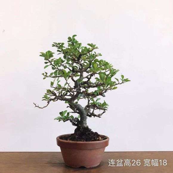 长寿梅下山桩价格多少合适 图片