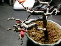 长寿梅下山桩怎么造型 要不要摘掉 图片