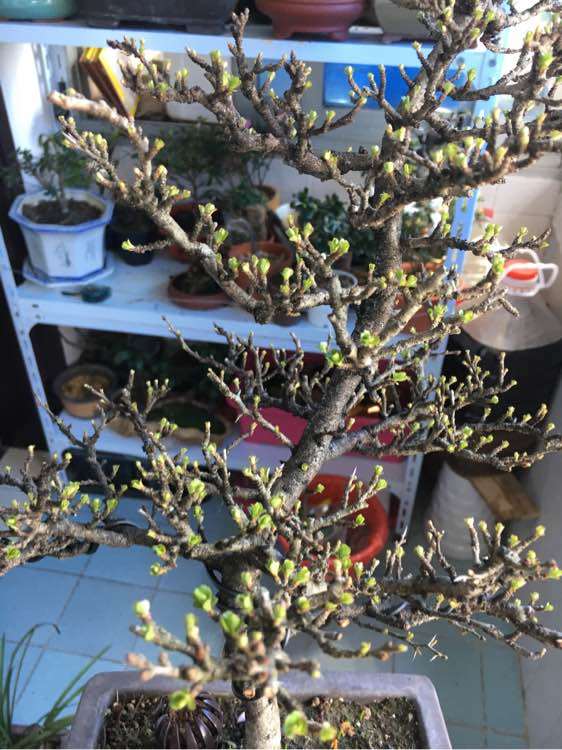长寿梅下山桩发芽 来花苞了 图片