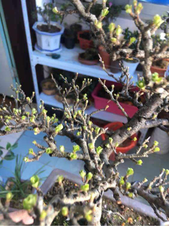 长寿梅下山桩发芽 来花苞了 图片