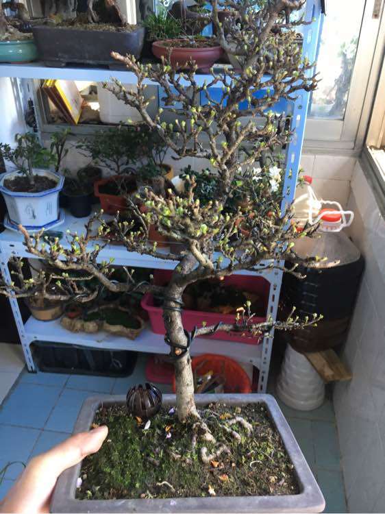 长寿梅下山桩发芽 来花苞了 图片