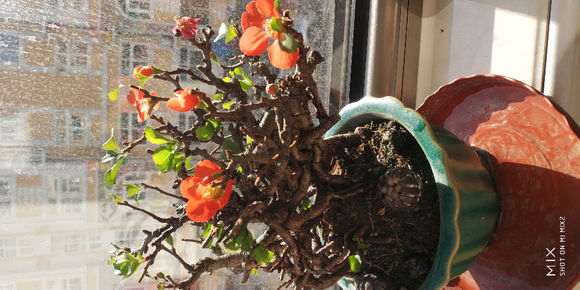 长寿梅下山桩怎么修根换盆的方法 图片