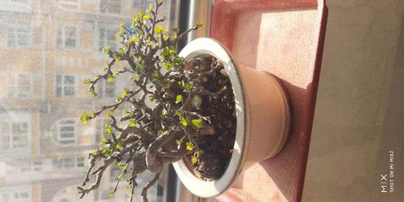 长寿梅下山桩怎么修根换盆的方法 图片