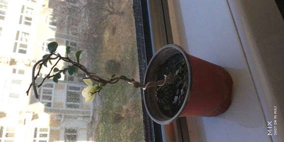 长寿梅下山桩怎么修根换盆的方法 图片