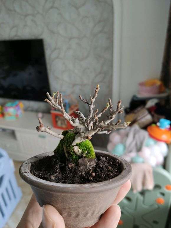 长寿梅下山桩怎么摘叶的方法 图片