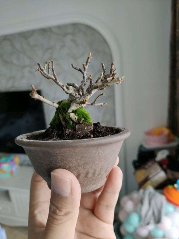 长寿梅下山桩怎么摘叶的方法 图片