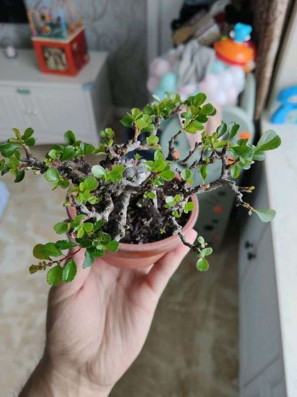 长寿梅下山桩怎么摘叶的方法 图片