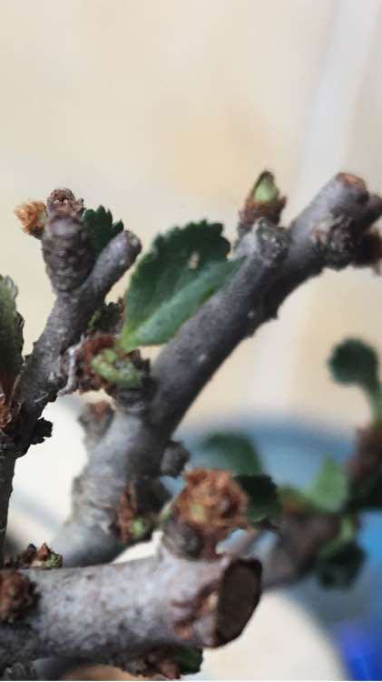 长寿梅下山桩小白虫用什么药水清理