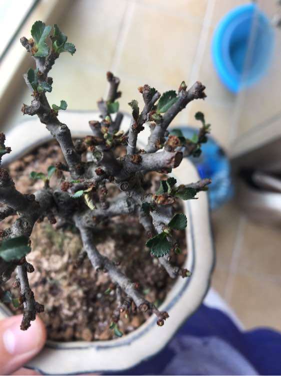 长寿梅下山桩小白虫用什么药水清理