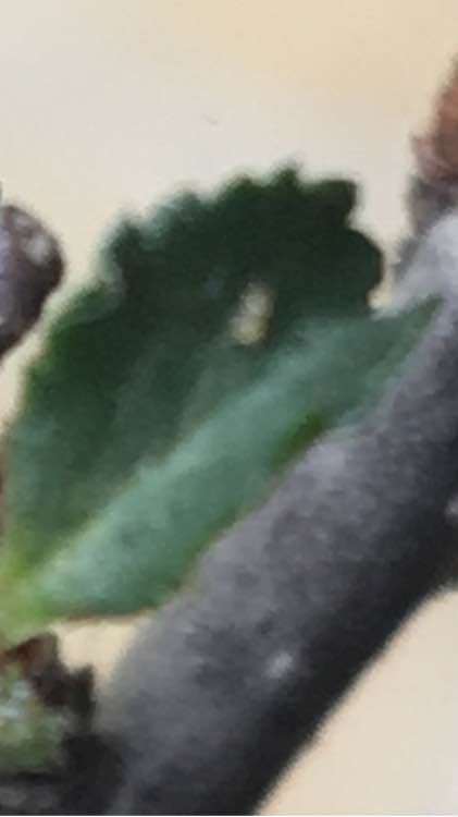 长寿梅下山桩小白虫用什么药水清理