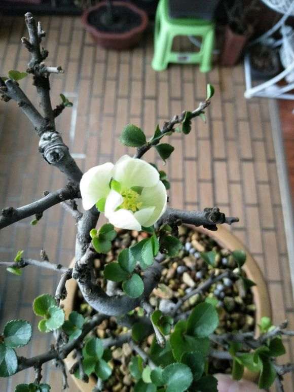 长寿梅下山桩开花了 花苞要去掉吗
