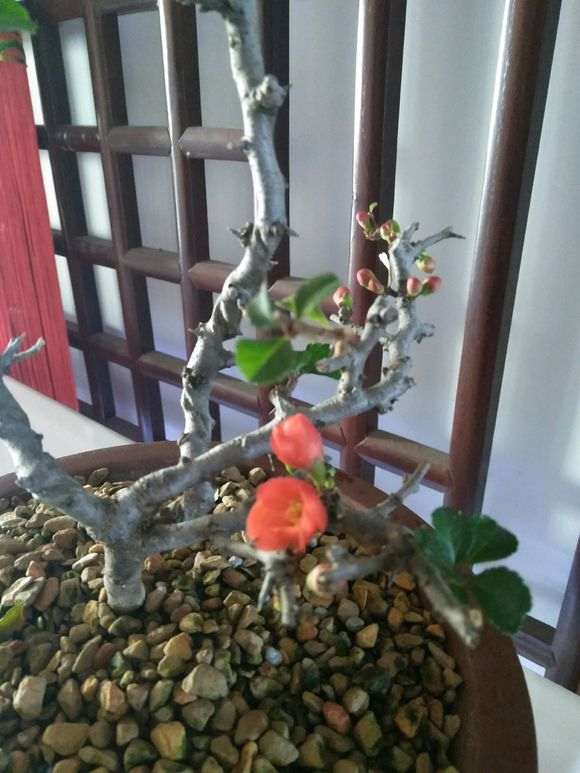 长寿梅下山桩开花了 花苞要去掉吗