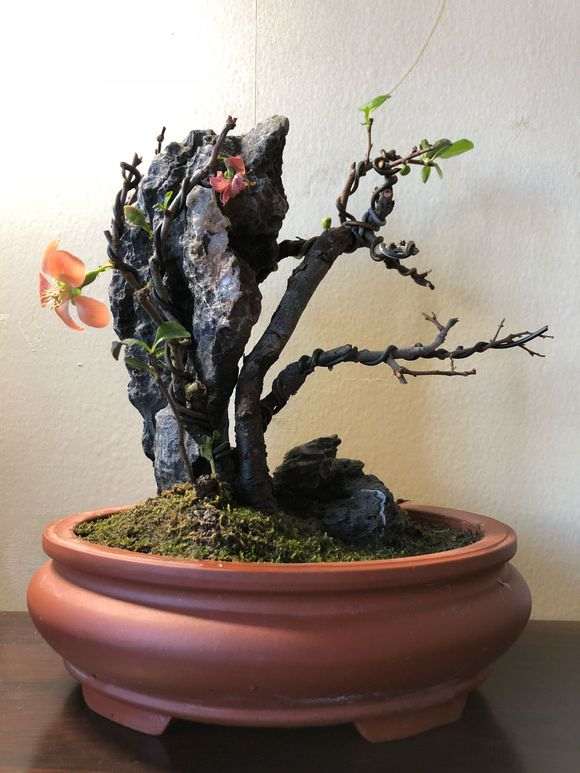 天津 长寿梅下山桩怎么养 图片