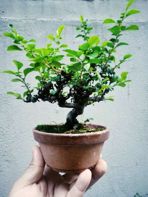 长寿梅下山桩早晚轮换位置可以吗 图片