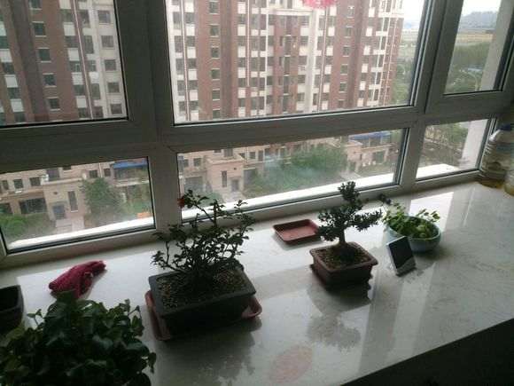 长寿梅下山桩早晚轮换位置可以吗 图片