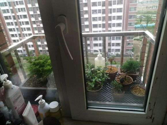 长寿梅下山桩早晚轮换位置可以吗 图片