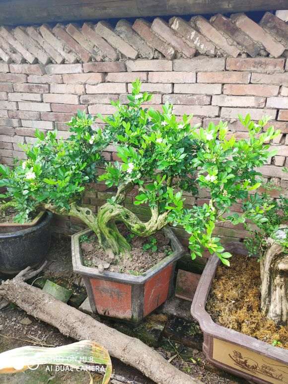 这个九里香下山桩怎么样 800元 图片