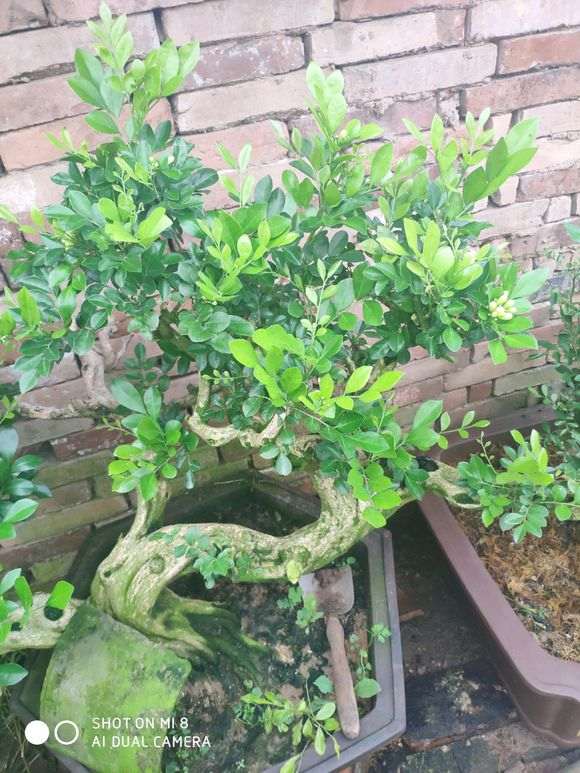 这个九里香下山桩怎么样 800元 图片