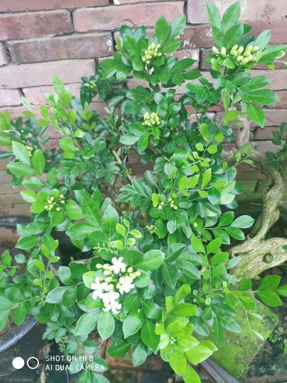 这个九里香下山桩怎么样 800元 图片