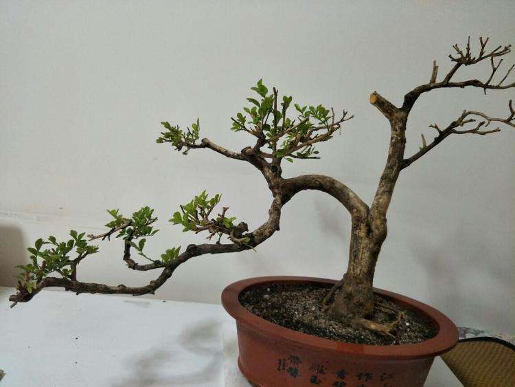 哪里的九里香下山桩品种 最好 图片