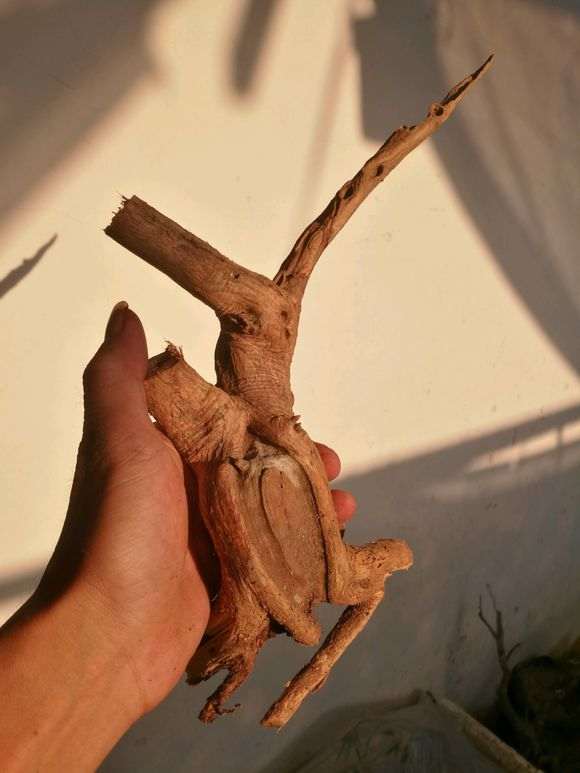 哪里的九里香下山桩品种 最好 图片