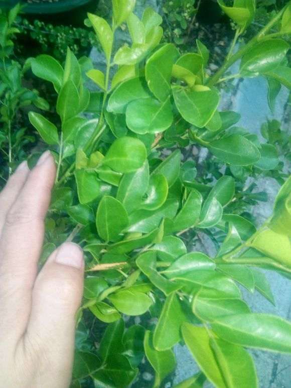 怎么养九里香下山桩的方法 图片