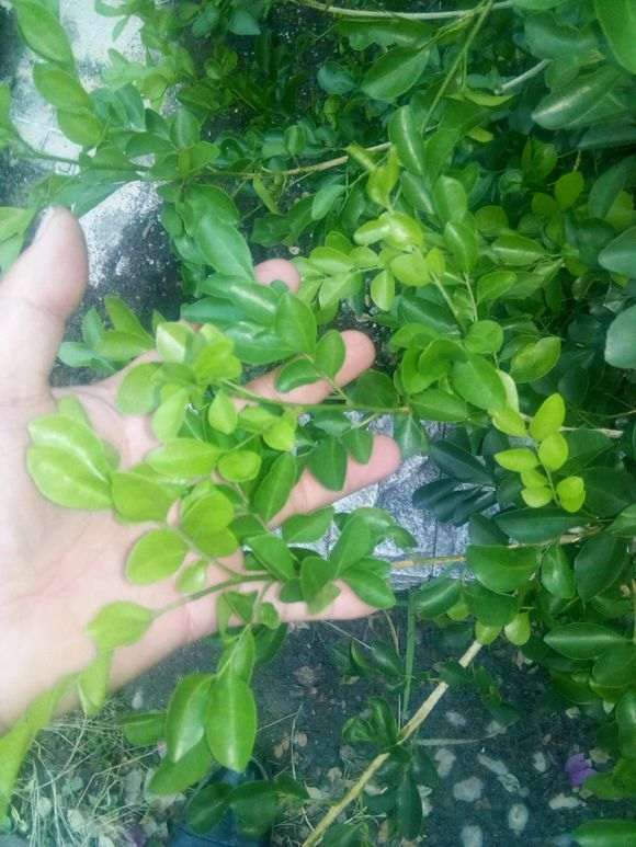 怎么养九里香下山桩的方法 图片