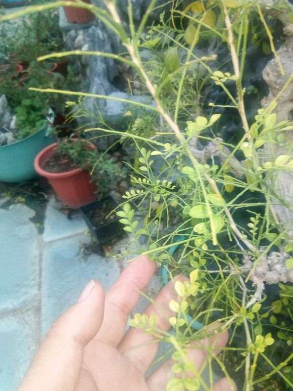 怎么养九里香下山桩的方法 图片