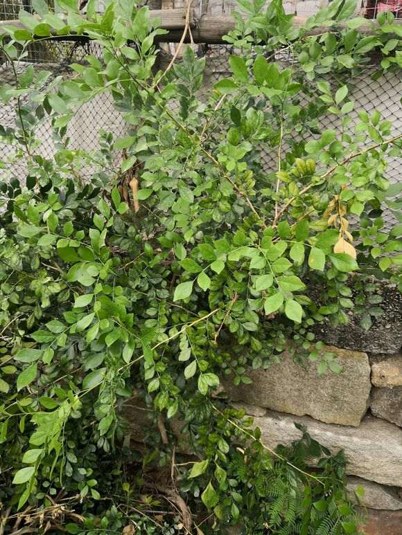 九里香下山桩跟七里香是一样的吗 图片