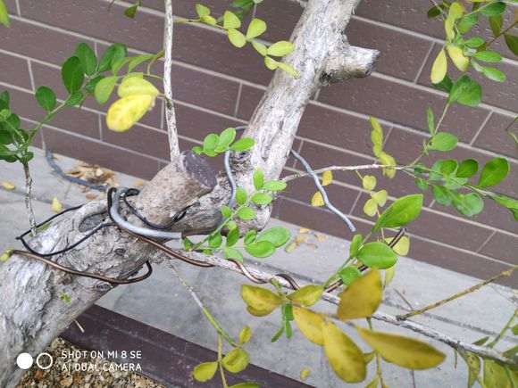 九里香下山桩叶子发黄掉叶了 怎么办