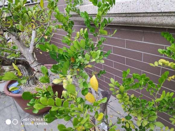 九里香下山桩叶子发黄掉叶了 怎么办