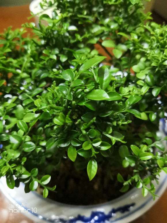 小叶九里香下山桩吗 不会开花 怎么办