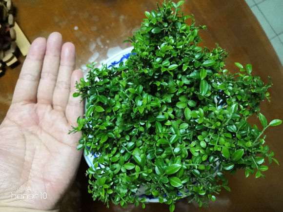 小叶九里香下山桩吗 不会开花 怎么办