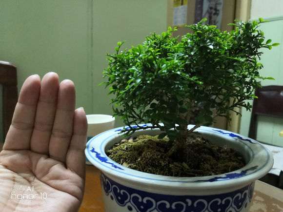 小叶九里香下山桩吗 不会开花 怎么办