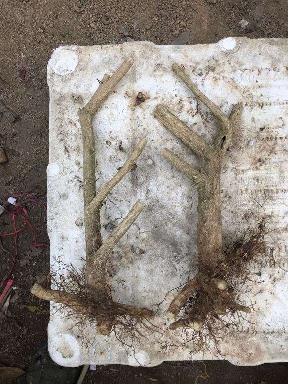 这种九里香下山桩 30元价格 贵吗 图片