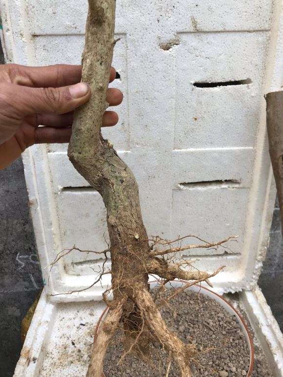 这种九里香下山桩 30元价格 贵吗 图片