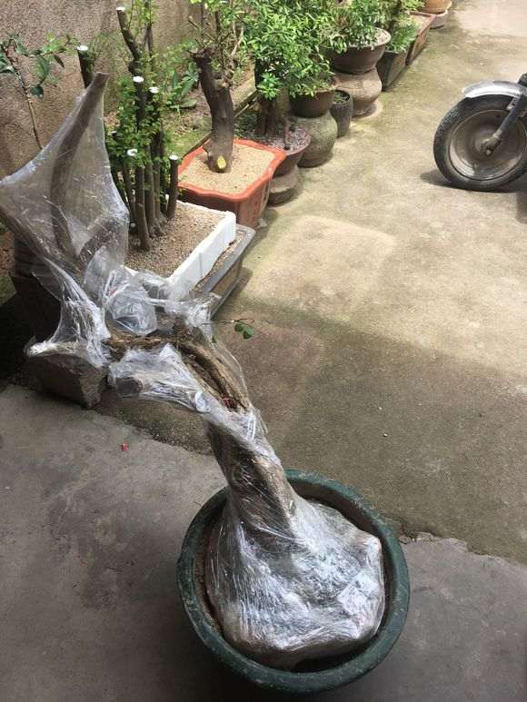 九里香下山桩在浙江种植吗 怎么样 图片