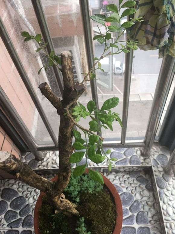 九里香下山桩 100买的 可以成活吗 图片