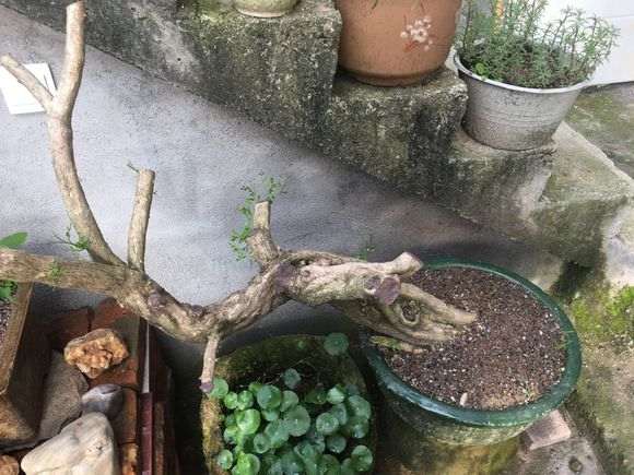 九里香下山桩 100买的 可以成活吗 图片