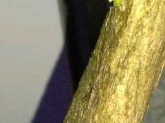 为什么九里香下山桩缠膜 好种活 图片