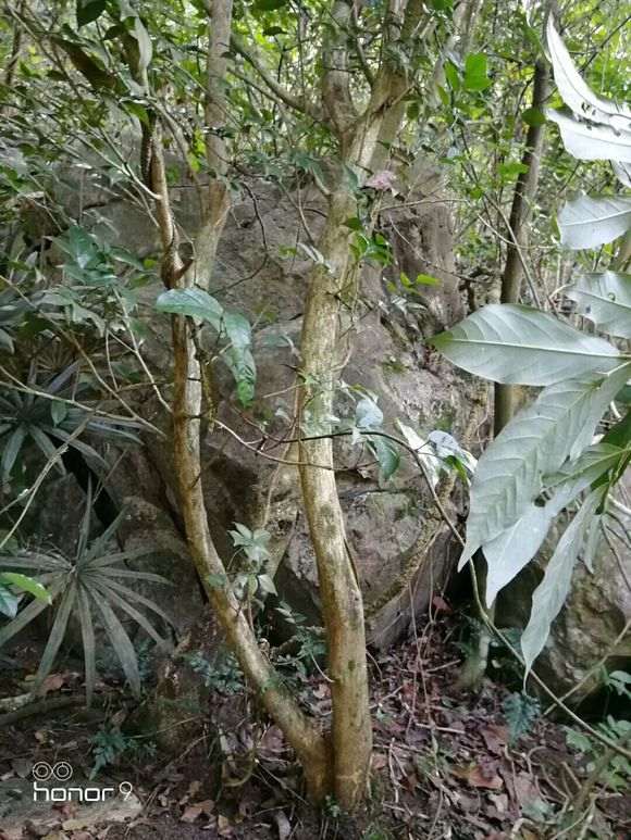 为什么九里香下山桩在春天很容易成活