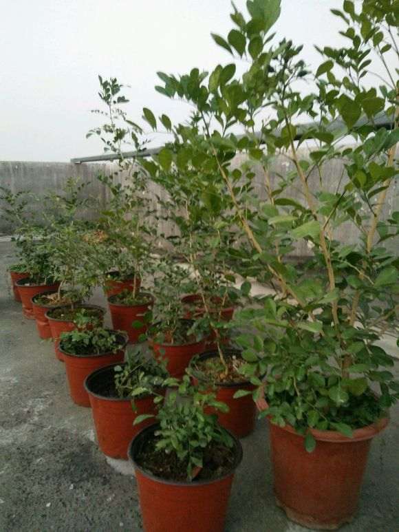 为什么九里香下山桩挂这么多果子 图片